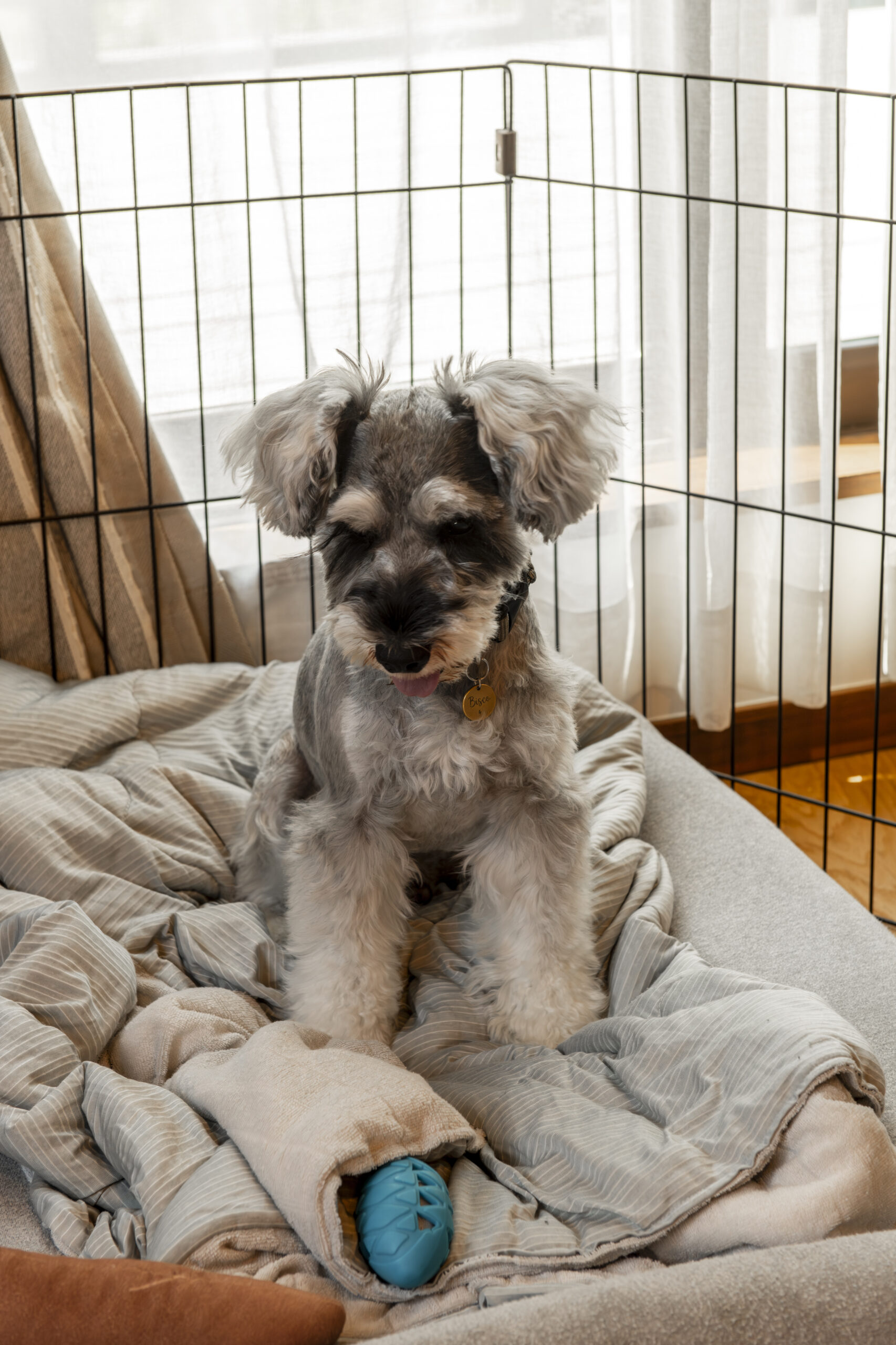 「土間派×スキップ派」ふたりのコダワリと愛犬「ビス...