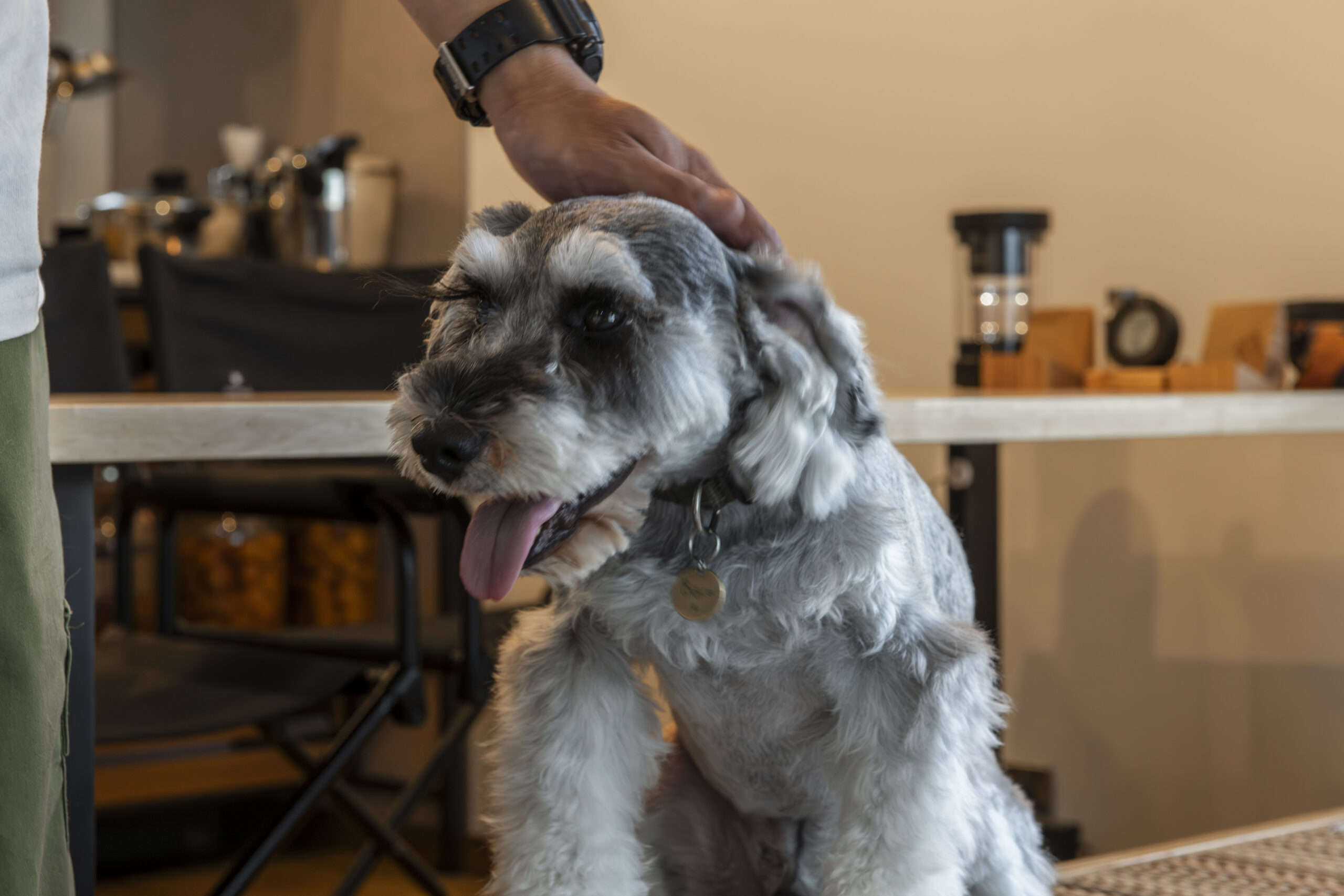 「土間派×スキップ派」ふたりのコダワリと愛犬「ビス...