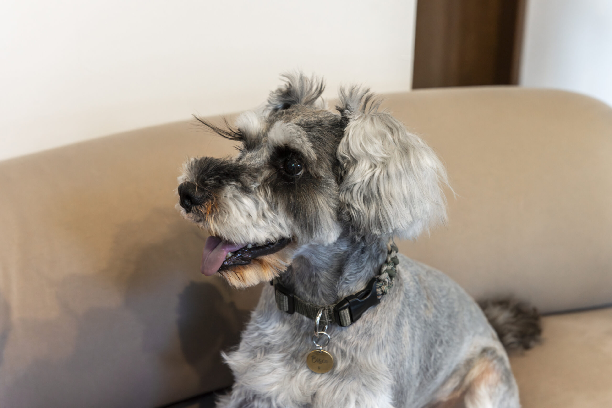 「土間派×スキップ派」ふたりのコダワリと愛犬「ビス...