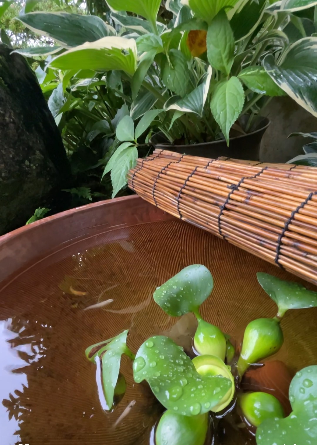 梅雨明け　四季を感じる暮らし