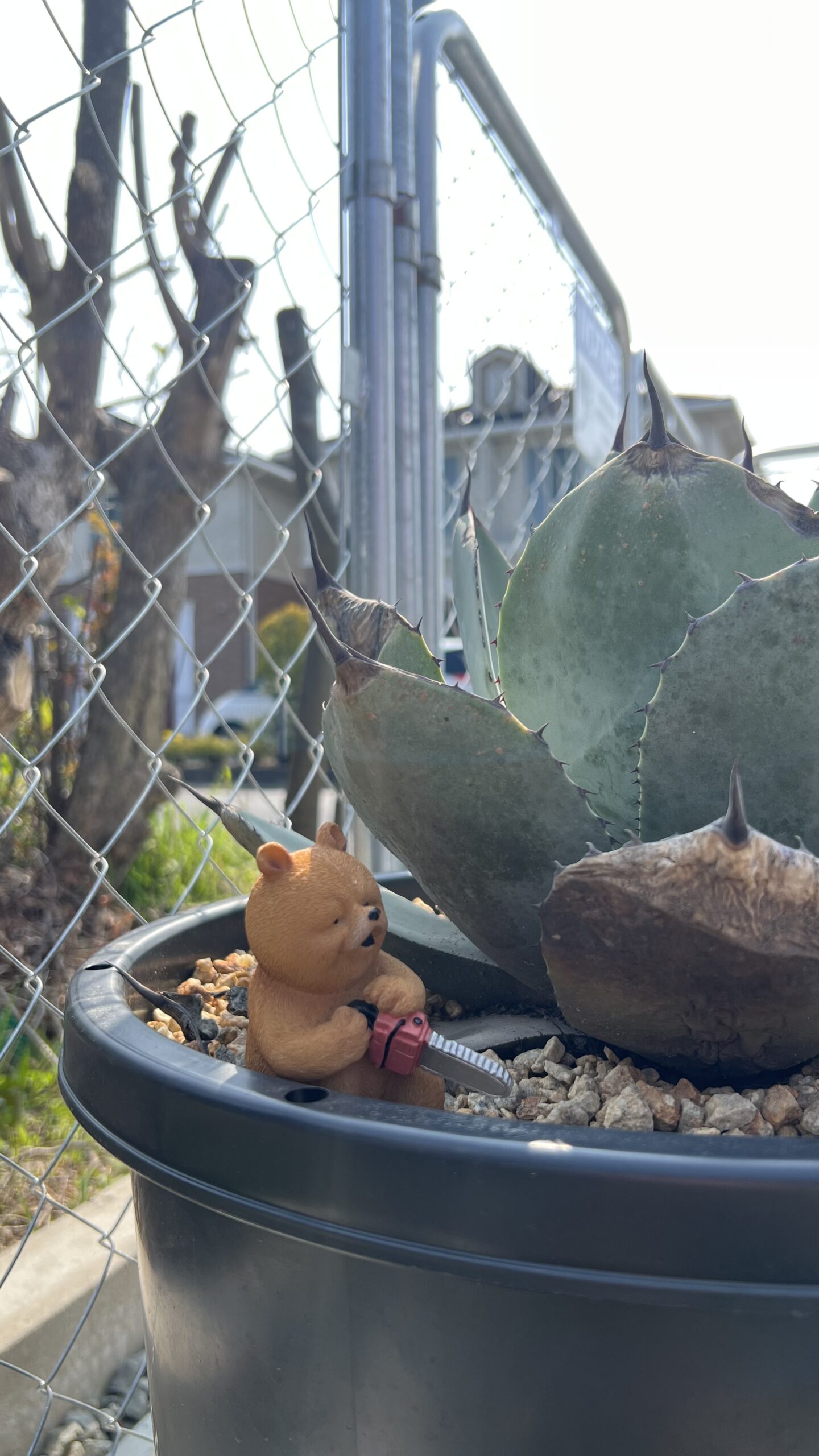 2人で育てるドライガーデン　ＷＡＶＥ