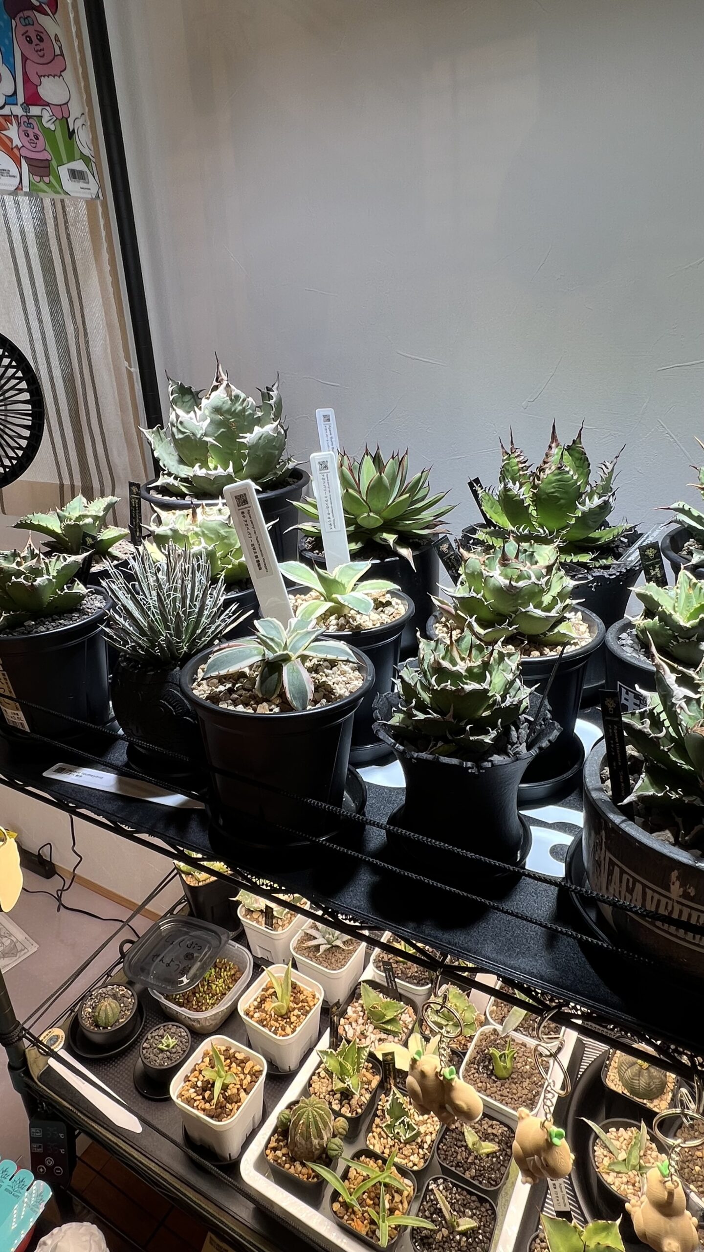 2人で育てるドライガーデン　ＷＡＶＥ